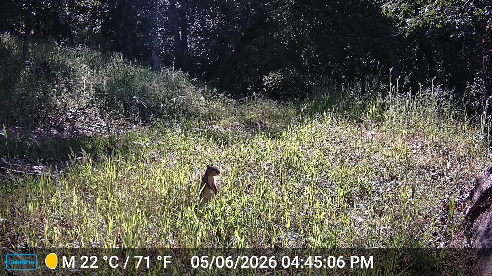 GardePro A3S Non-Cellular Trail Camera, 1296P HD Video with Sound customer photo 2