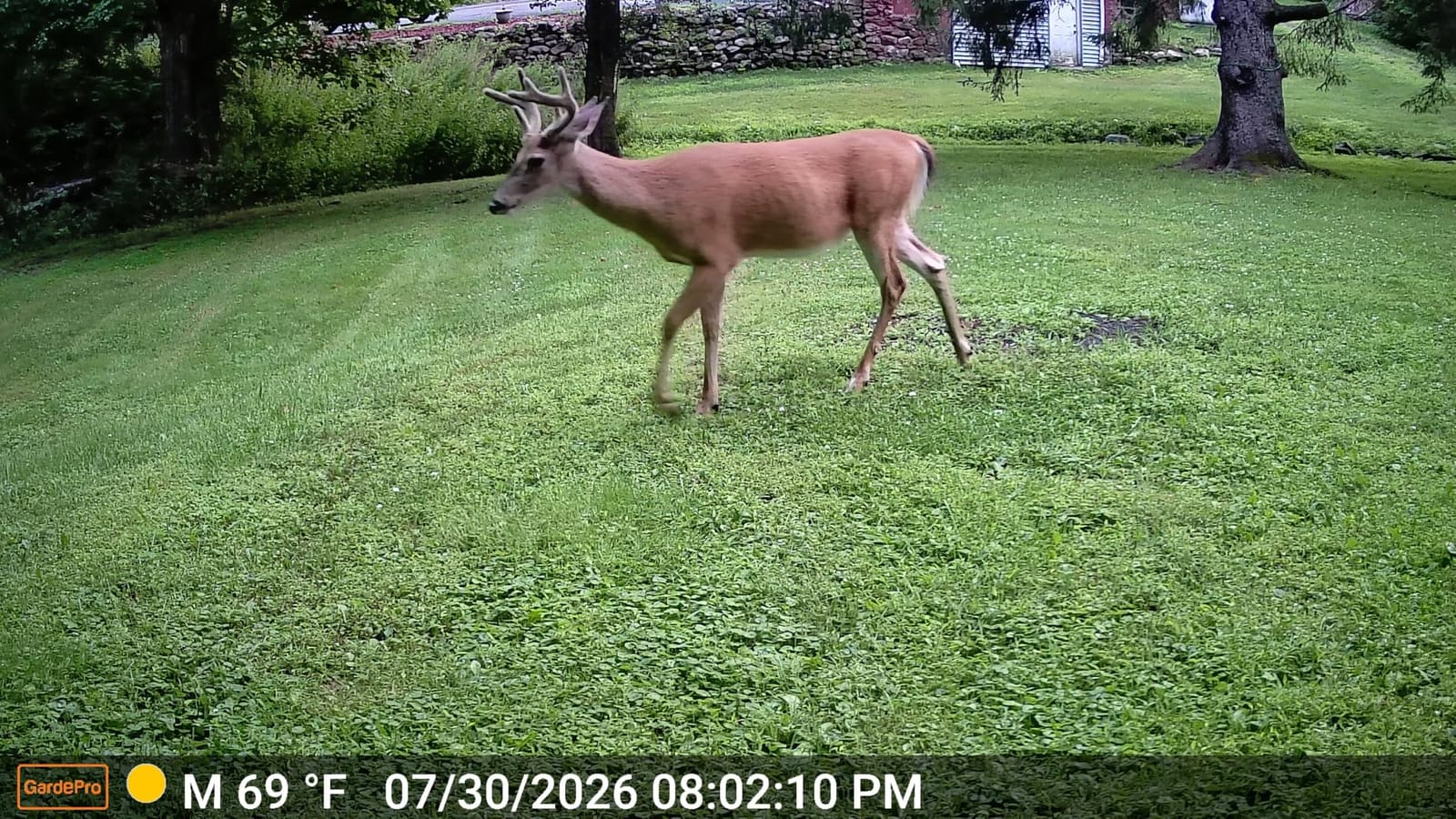 GardePro E5S Non-Cellular Trail Camera, 64MP Photo & 1296P HD Video customer photo 2