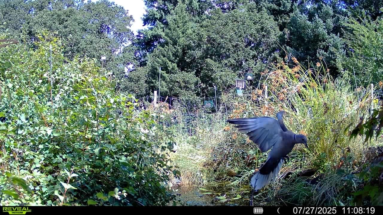 TACTACAM Reveal Pro 3.0 Cellular Trail Camera, Night Vision, GPS customer photo 1