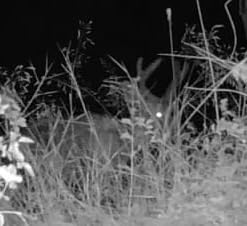 TACTACAM Reveal Pro 3.0 Cellular Trail Camera, Night Vision, GPS customer photo 2