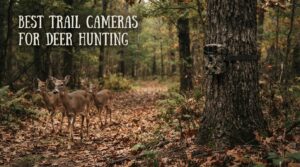 best trail cameras for deer hunting