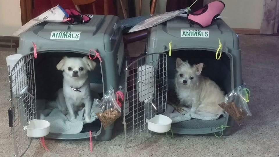 Petmate Sky Kennel, for Air Travel, 36in Dog Crate for Pets 50 to 70lbs customer photo 1