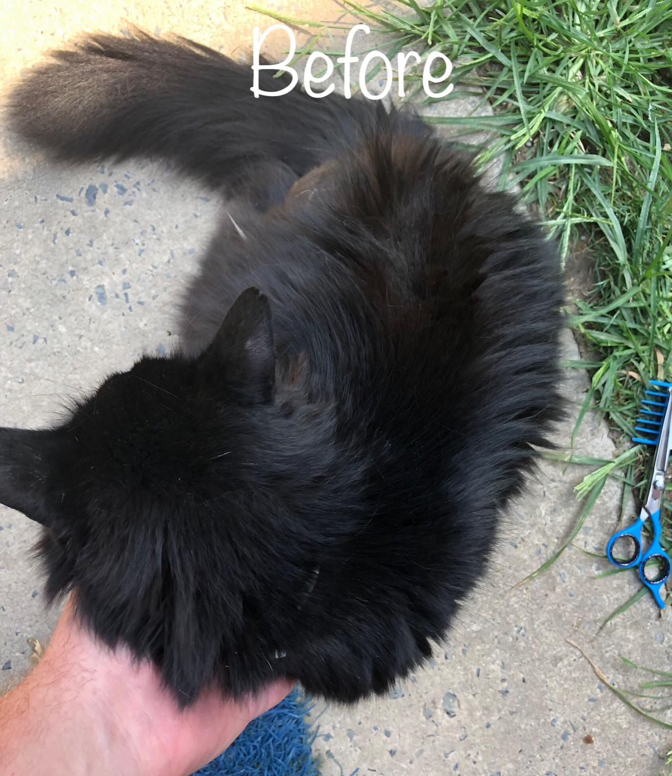 SCAREDY CUT Silent Pet Grooming Kit for Dogs, Cats and All Pet Grooming - A Quiet Alternative to Electric Clippers for Sensitive Pets (Right-Handed Blue) customer photo 1
