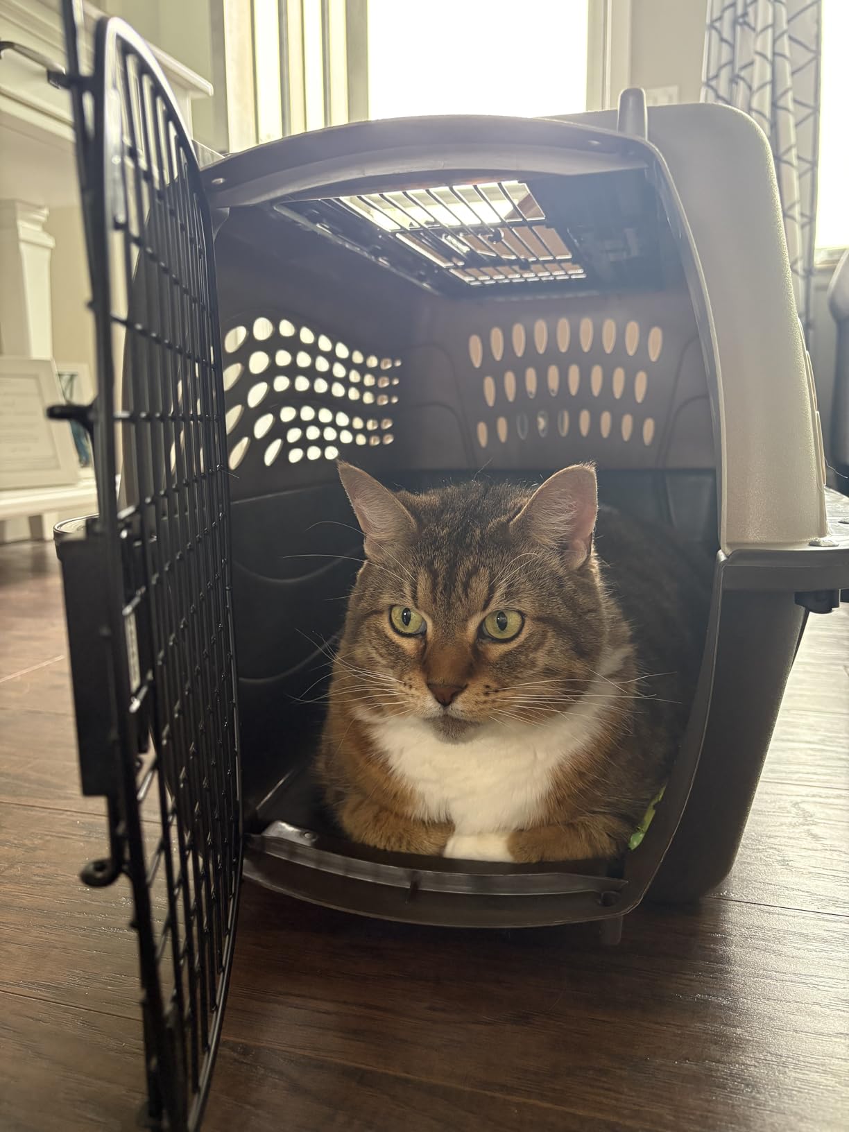 Petmate Two Door Plastic Pet Kennel for Small Dogs and Cats, 24in, Blue customer photo 2
