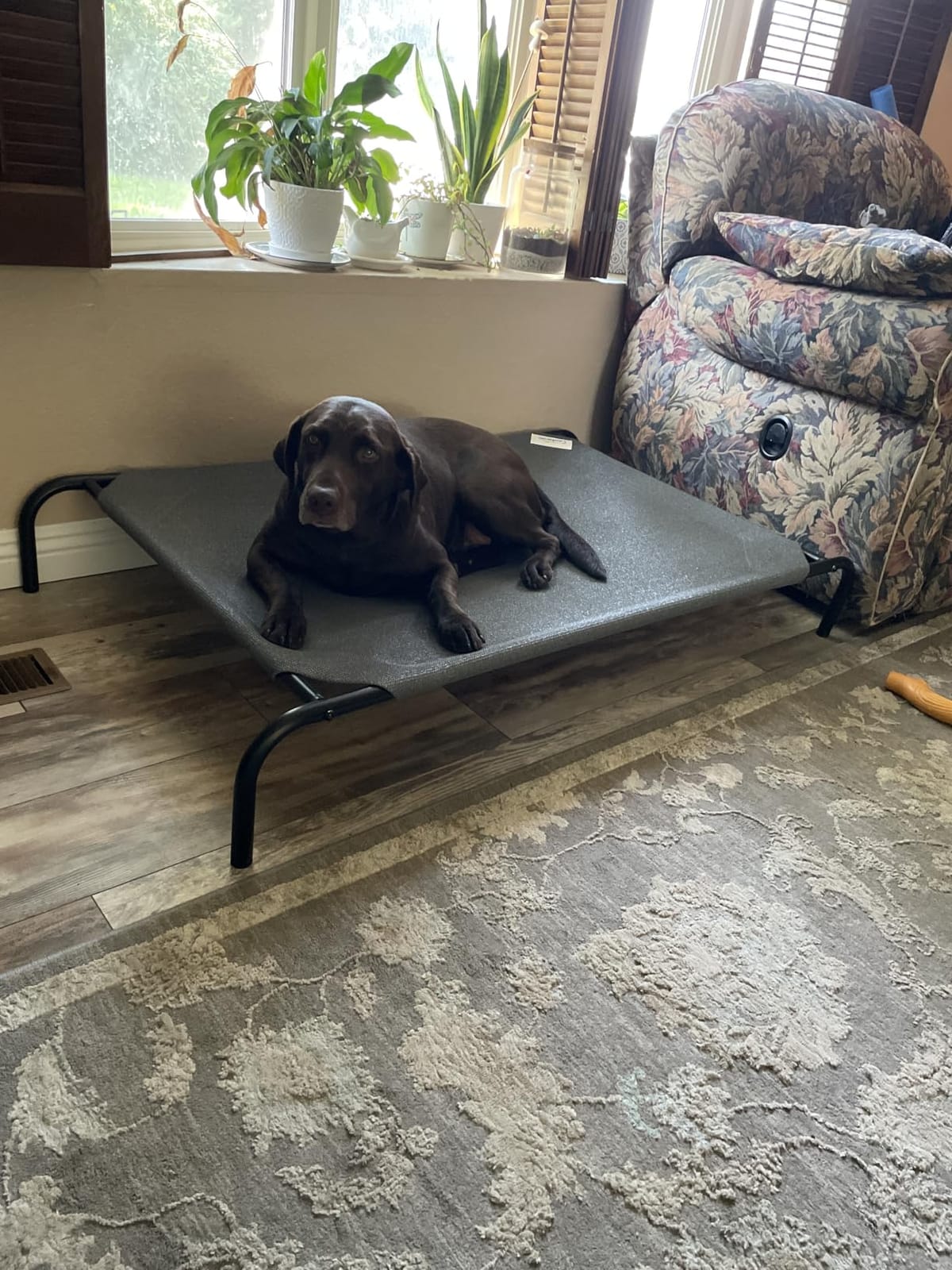 Coolaroo Original Elevated Dog Bed - Breathable Off-The-Ground Pet Bed with Cooling Fabric, Joint Relief & Moisture-Resistant Fabric, 100% Recyclable, Easy Clean, Nutmeg, Large customer photo 2