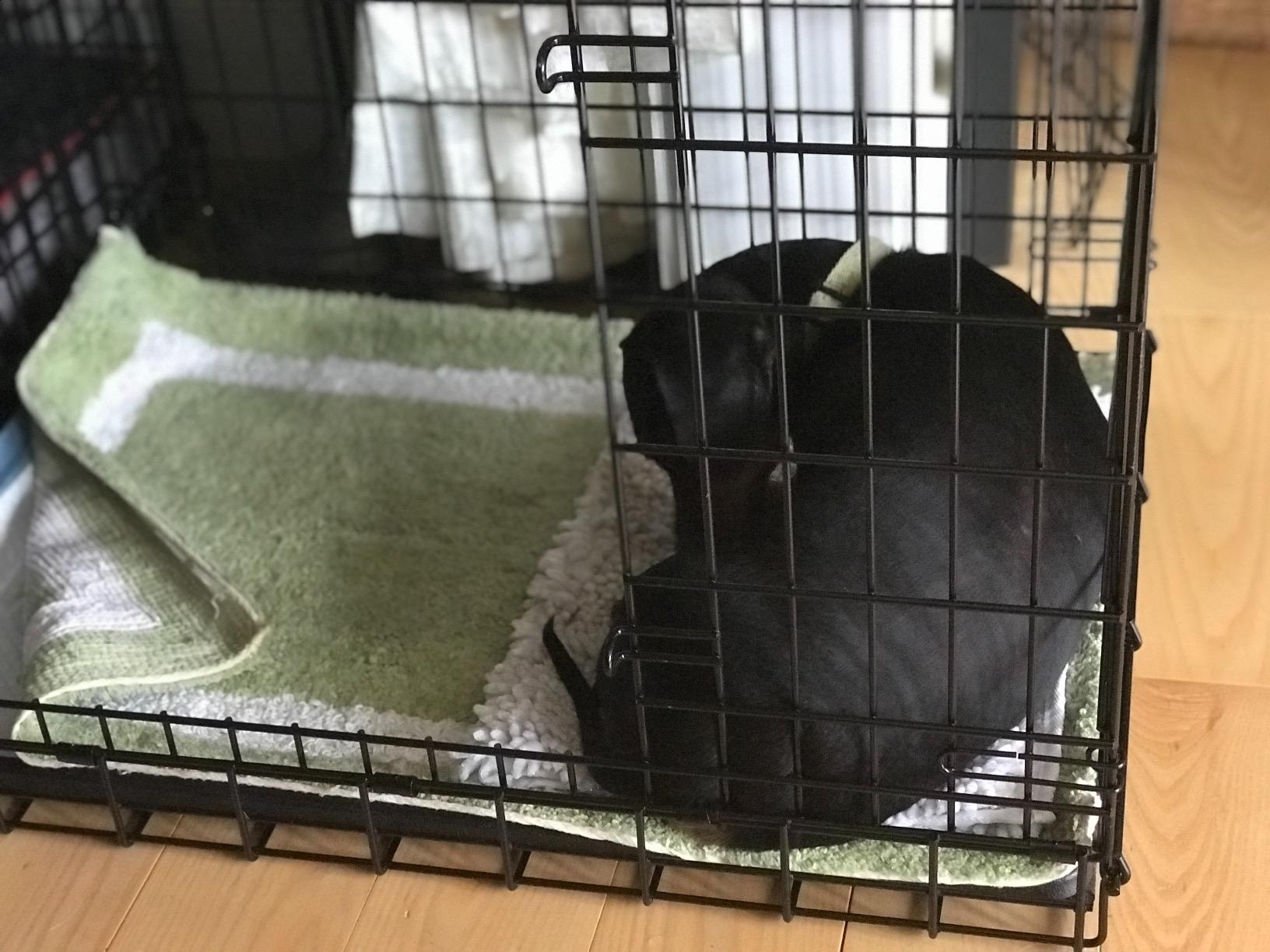 Ultima Pro by Midwest 48-Inch Double Door Dog Crate, 90-110 lbs customer photo 2