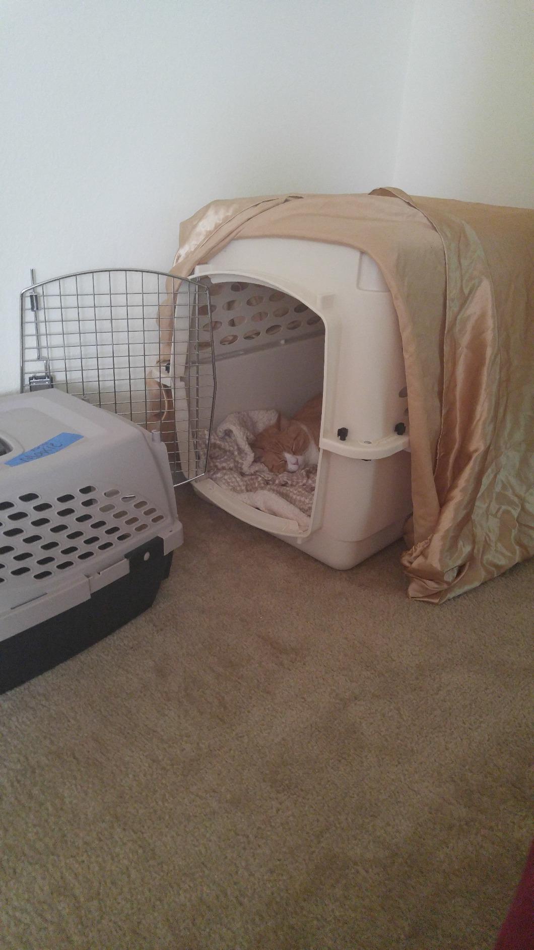 Petmate Vari Dog Kennel, Carrier for Large Dogs, 40in, Taupe and Black customer photo 1
