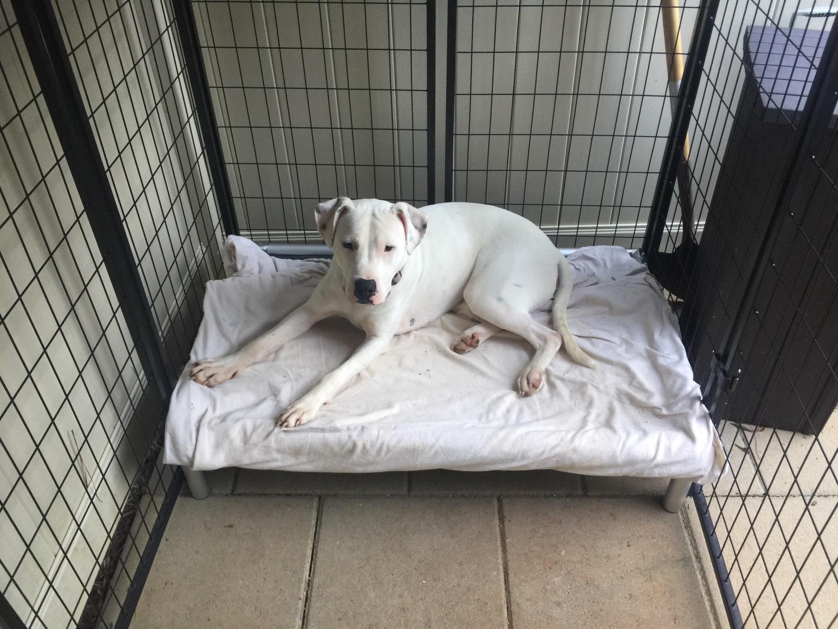 Kuranda Chewproof Elevated Dog Bed - Silver Aluminum - 30