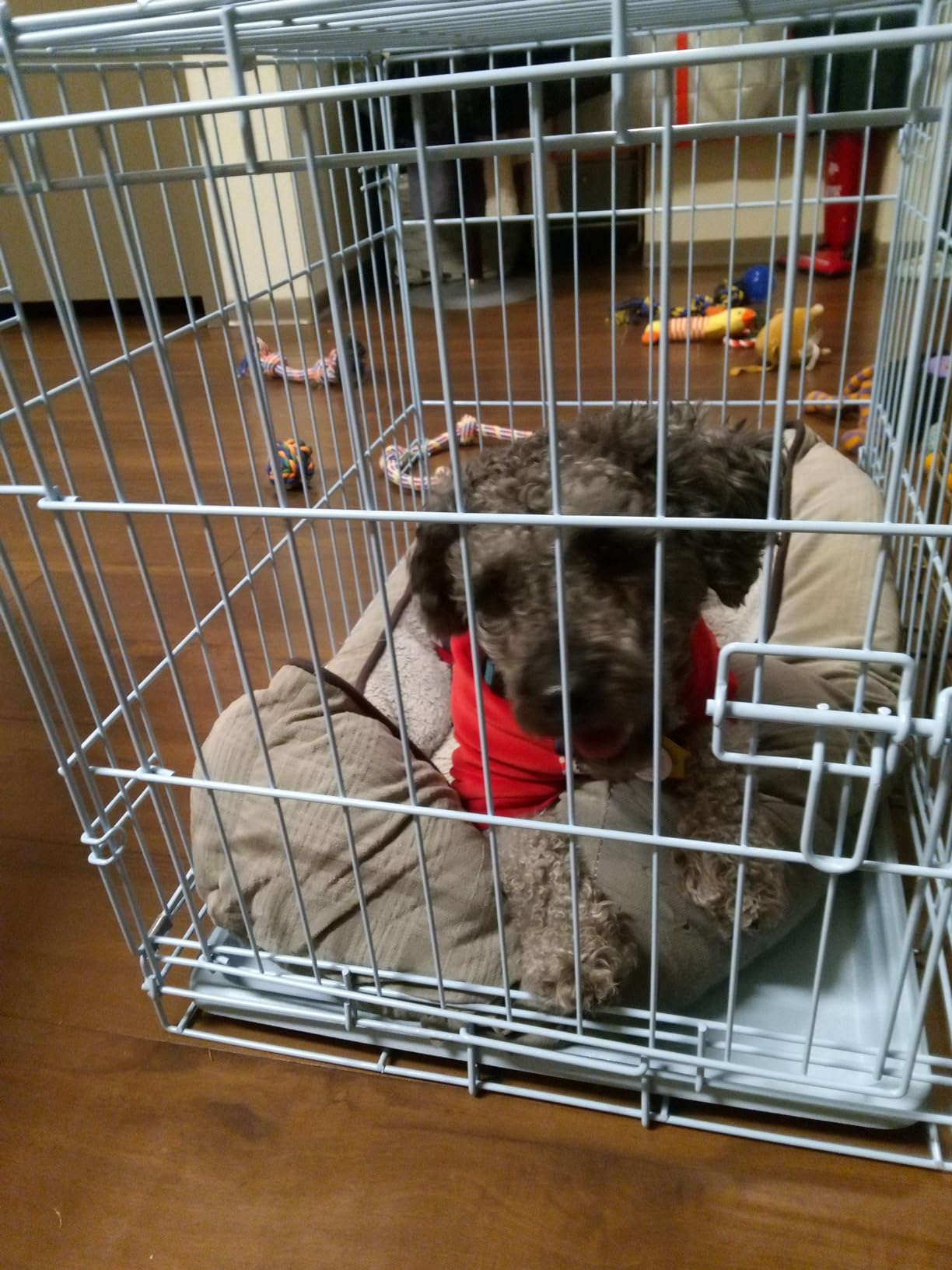 Carlson Pet Products Carlson Compact and Secure Deluxe Blue Metal Dog Crate, Blue customer photo 2
