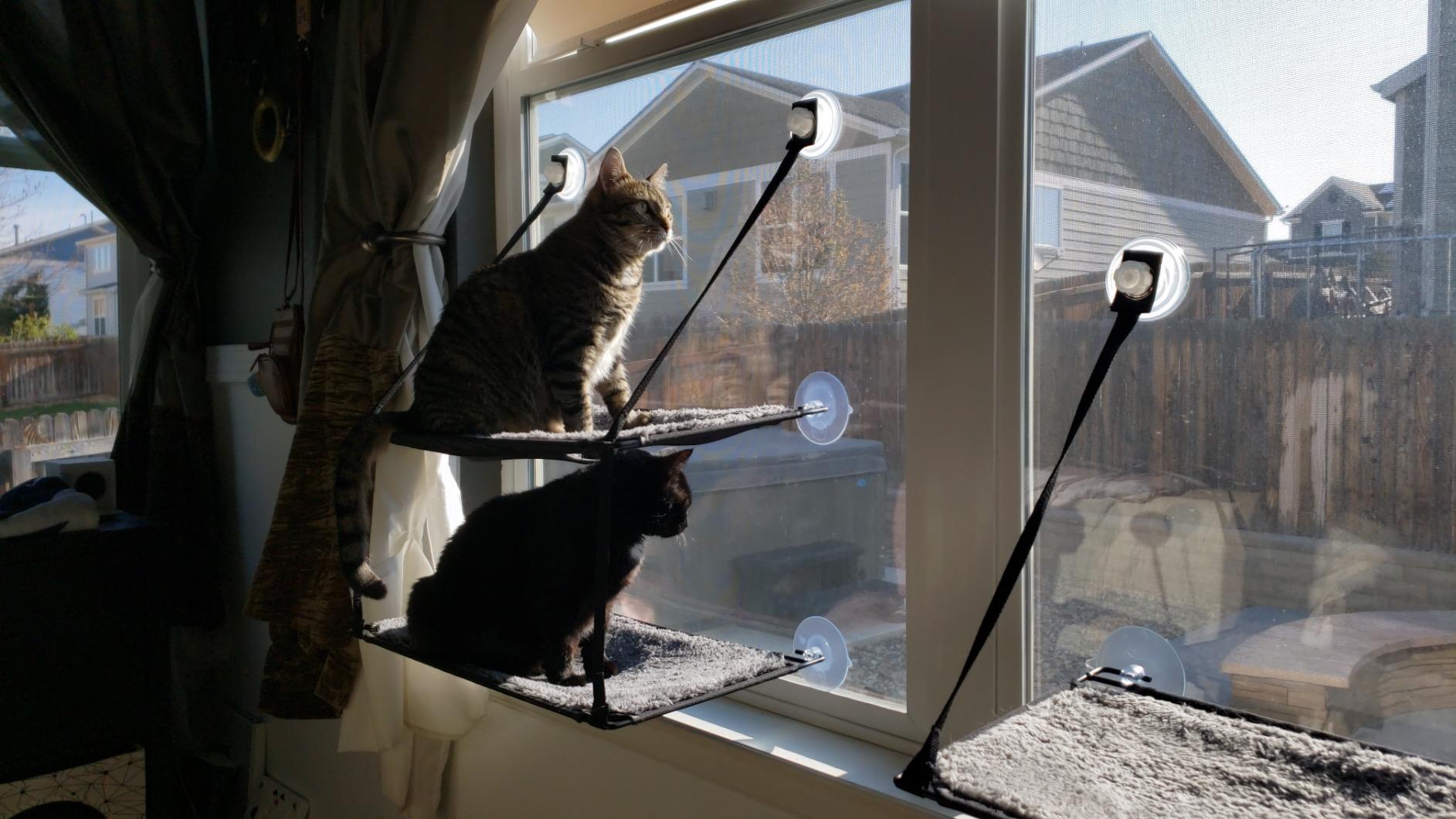 K&H Cat Window Perch, EZ Mount Kitty Sill - Fits 27in Wx23in H Glass Spaces customer photo 1