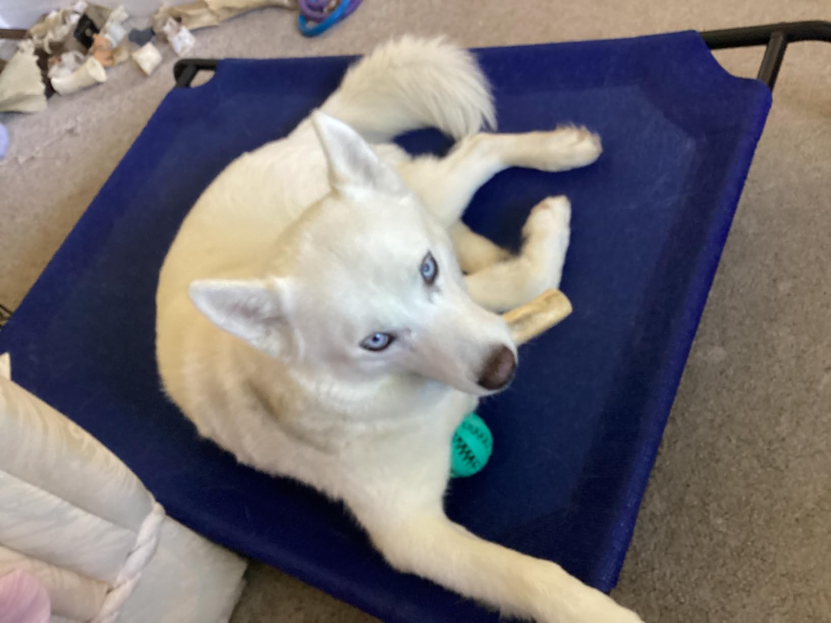 Coolaroo Original Elevated Dog Bed - Breathable Off-The-Ground Pet Bed with Cooling Fabric, Joint Relief & Moisture-Resistant Fabric, 100% Recyclable, Easy Clean, Gray, Extra Large customer photo 1