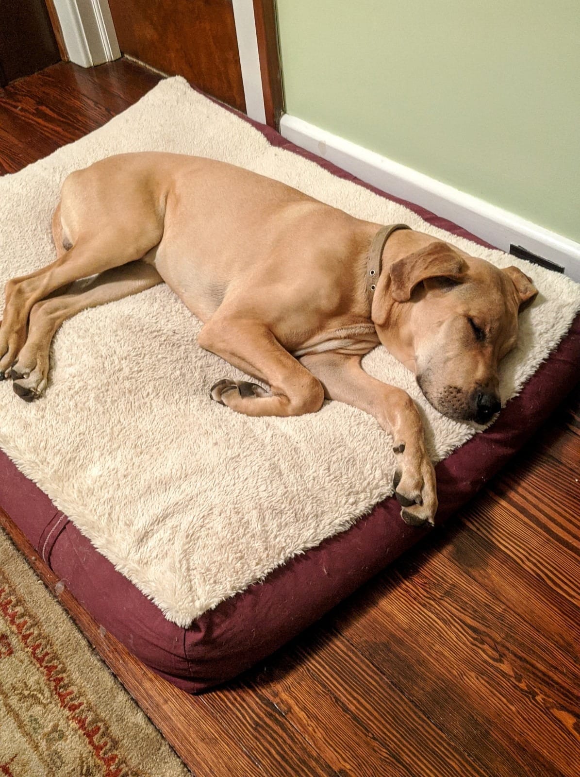 Armarkat Pet Bed Mat, 60