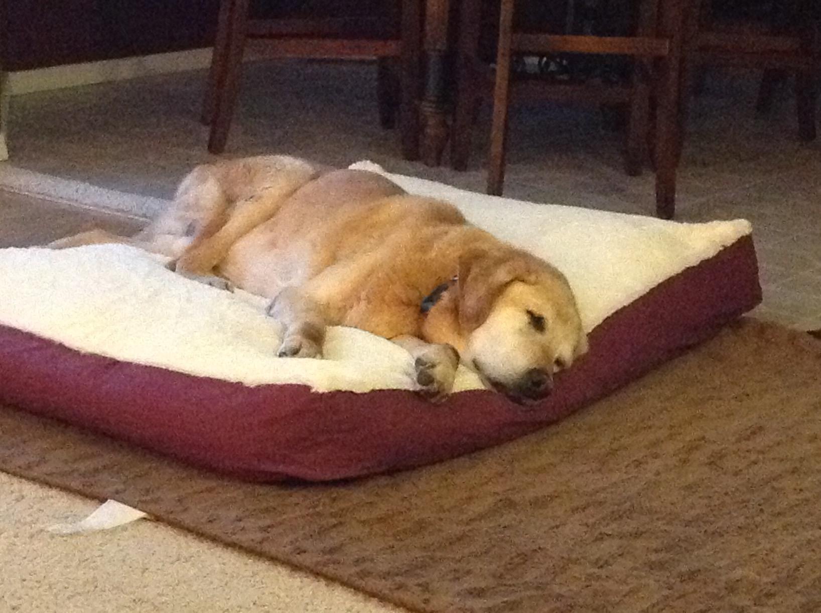 Armarkat Pet Bed Mat, 60