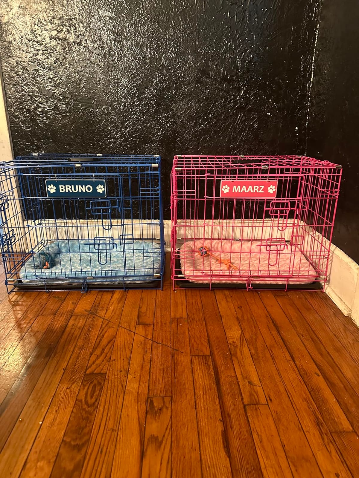 Internet's Best Double Door Steel Crates Collapsible and Foldable Wire Dog Kennel, 24 Inch (Small), Blue customer photo 1