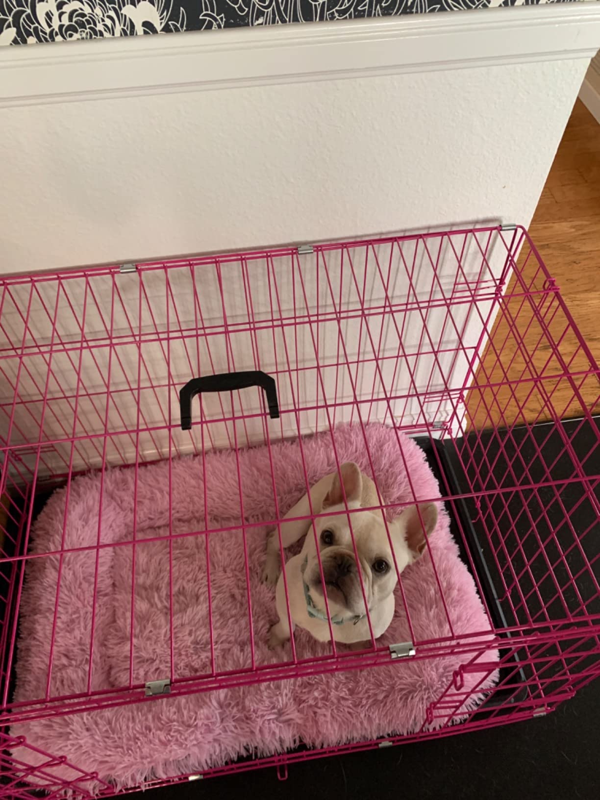 Internet's Best Double Door Steel Crates Collapsible and Foldable Wire Dog Kennel, 24 Inch (Small), Blue customer photo 2