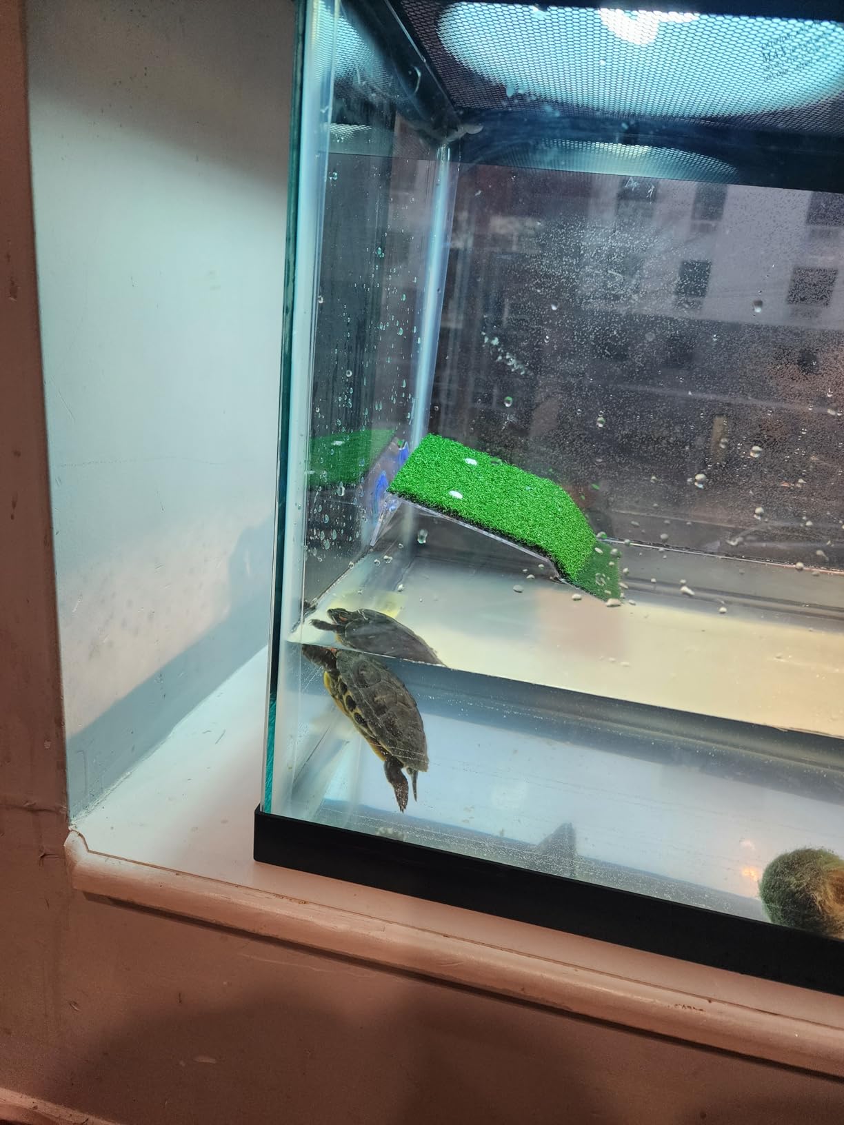Luigi's Fish Tank Cleaner - Turtle Tank Accessories - Gravel Vacuum for Aquarium - Hand Siphon Hose to Remove and Change Water or Sand in Minutes - Aquarium Cleaning Tools customer photo 2