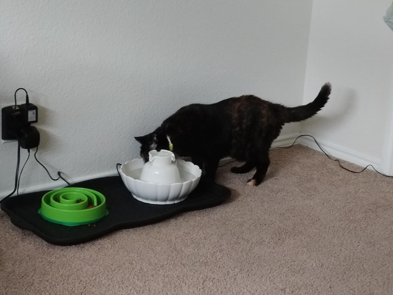 iPettie Tritone Ceramic Cat Water Fountain, Heavy-Duty Waterer for Pets customer photo 2