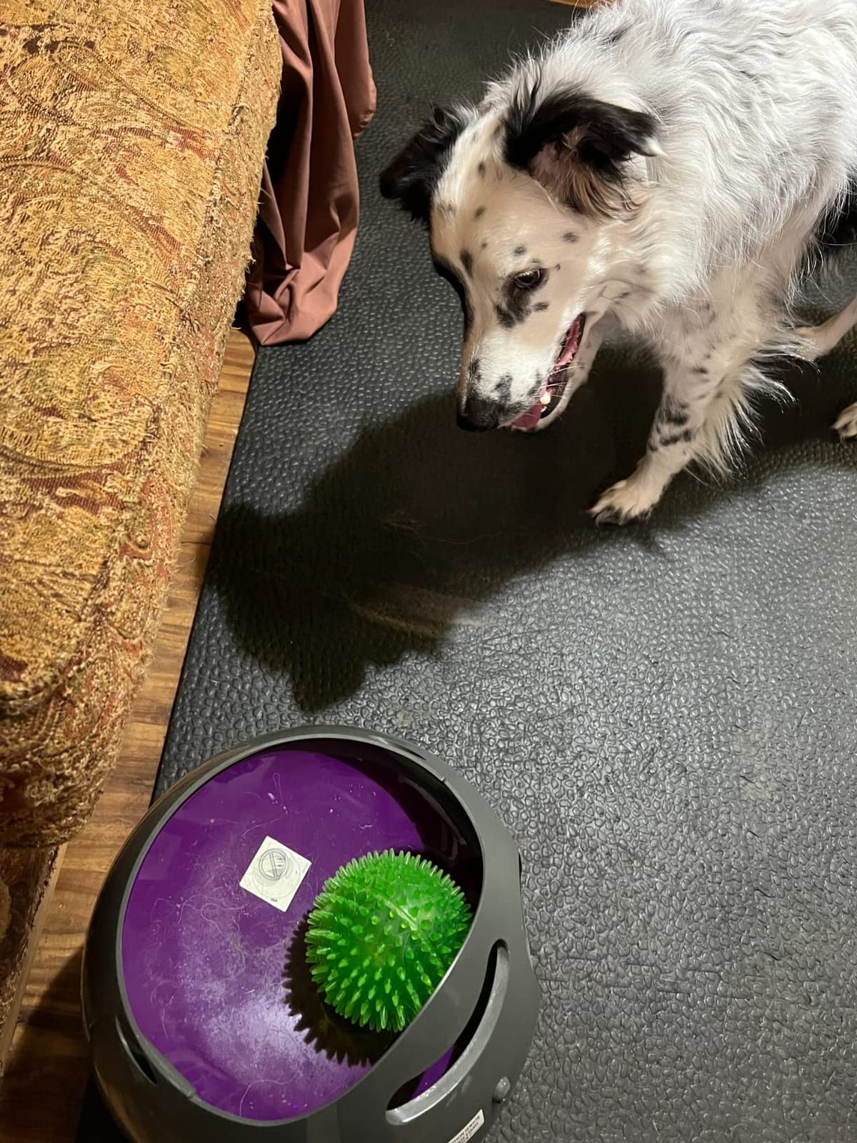 PetSafe Automatic Dog Ball Launcher customer photo 2