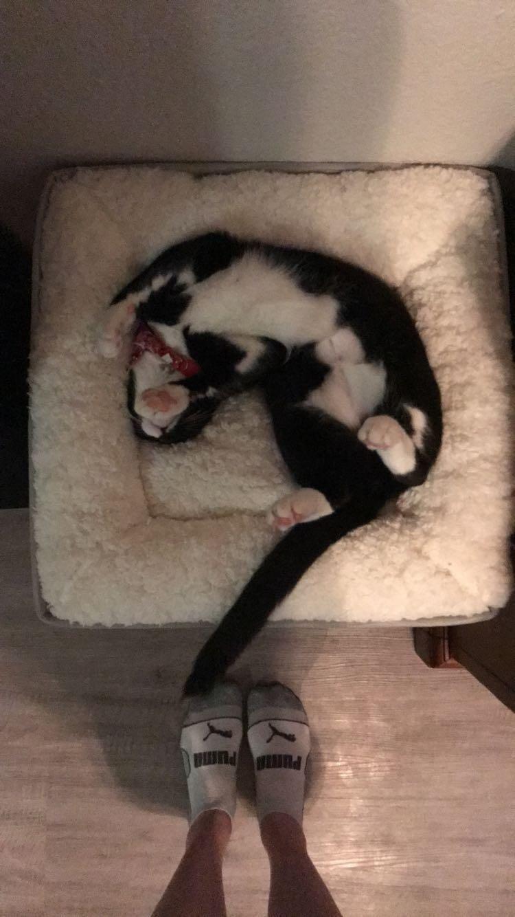 Kitty City Indoor Cat Cube Furniture, White Cube customer photo 1