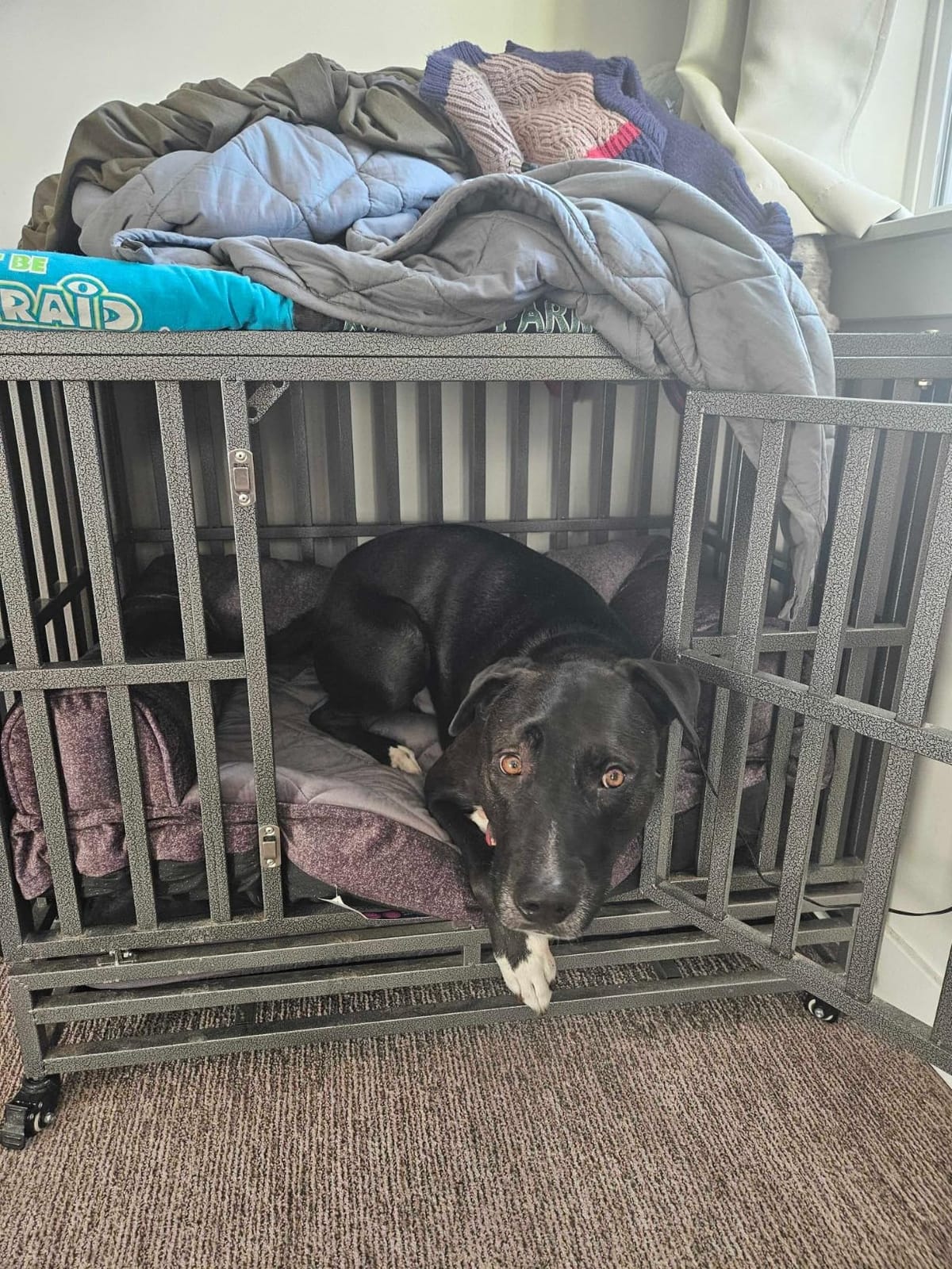 LUCKUP 38 Inch Heavy Duty Dog Cage Metal Kennel and Crate for Large Dogs,Easy to Assemble Pet Playpen with Four Wheels,Black … … customer photo 2