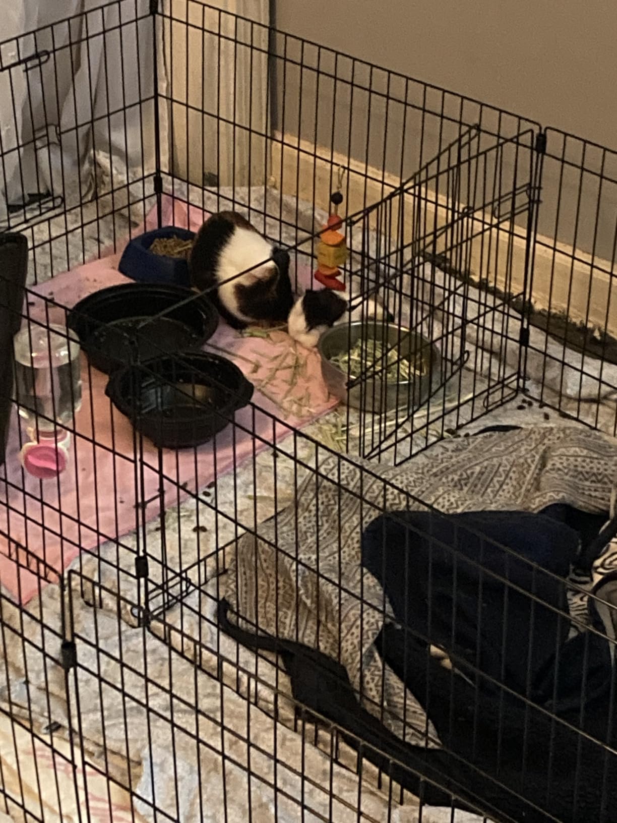 Amazon Basics Leakproof Canvas Bottom Guinea Pig Cage, Easy to Clean Small Animal Habitat with Divider Set, Indoor/Outdoor, Portable, No Tools Needed, 47.6