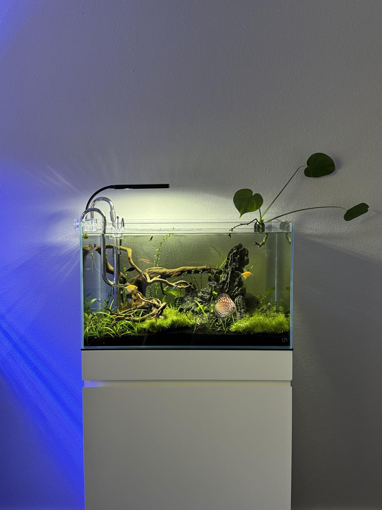 UNS Ultra Clear Rimless Tank - 10.2GAL | 38.8L - 23.62x14.17x7.08 | 60x36x18 CM, 5mm Glass Thickness, Leveling Mat Included - Low Iron, High Clarity Fish Tank w/ 45° Mitered Edge - [60S] customer photo 1