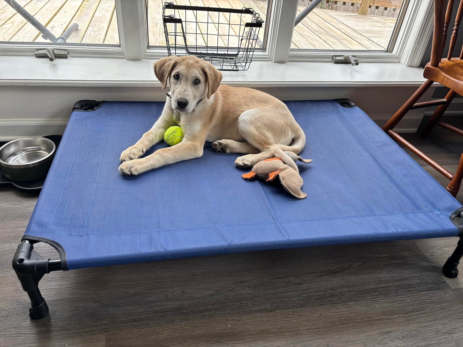 Veehoo Cooling Elevated Dog Bed, Portable Raised Pet Cot with Washable & Breathable Mesh, No-Slip Feet Durable Dog Cots Bed for Indoor & Outdoor Use, X Large, CWC1803-XL customer photo 1