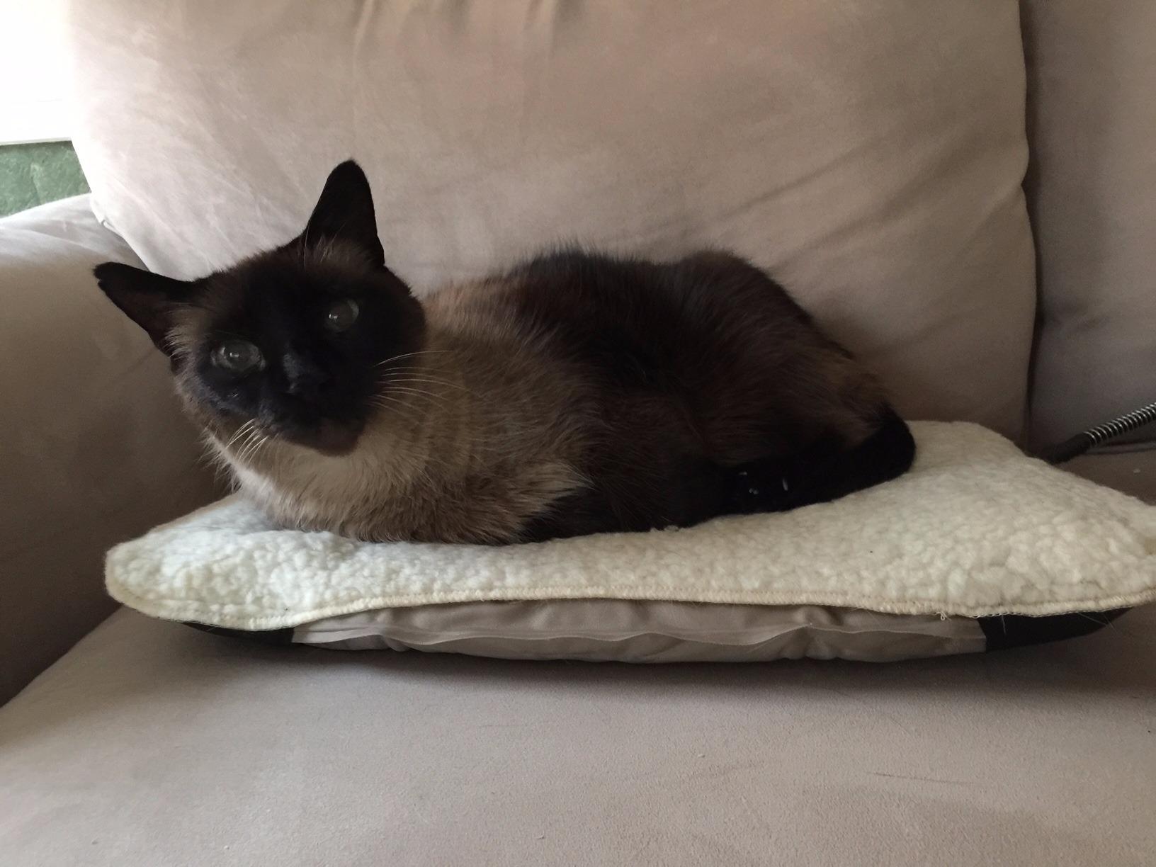 K&H Heating Pad, Lectro-Soft Outdoor Pet Bed, Safety Listed, 36x25in 60W customer photo 2