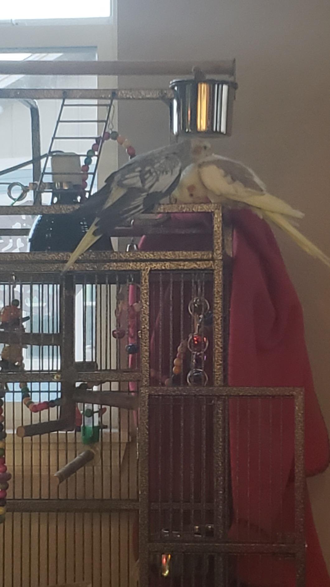 SUPER DEAL 68-inch Large Bird Cage with Rolling Stand African Grey Parrot Chinchilla Finch Cage Conure Cockatiel Cockatoo Pet House Wrought Iron Birdcage, Black customer photo 1