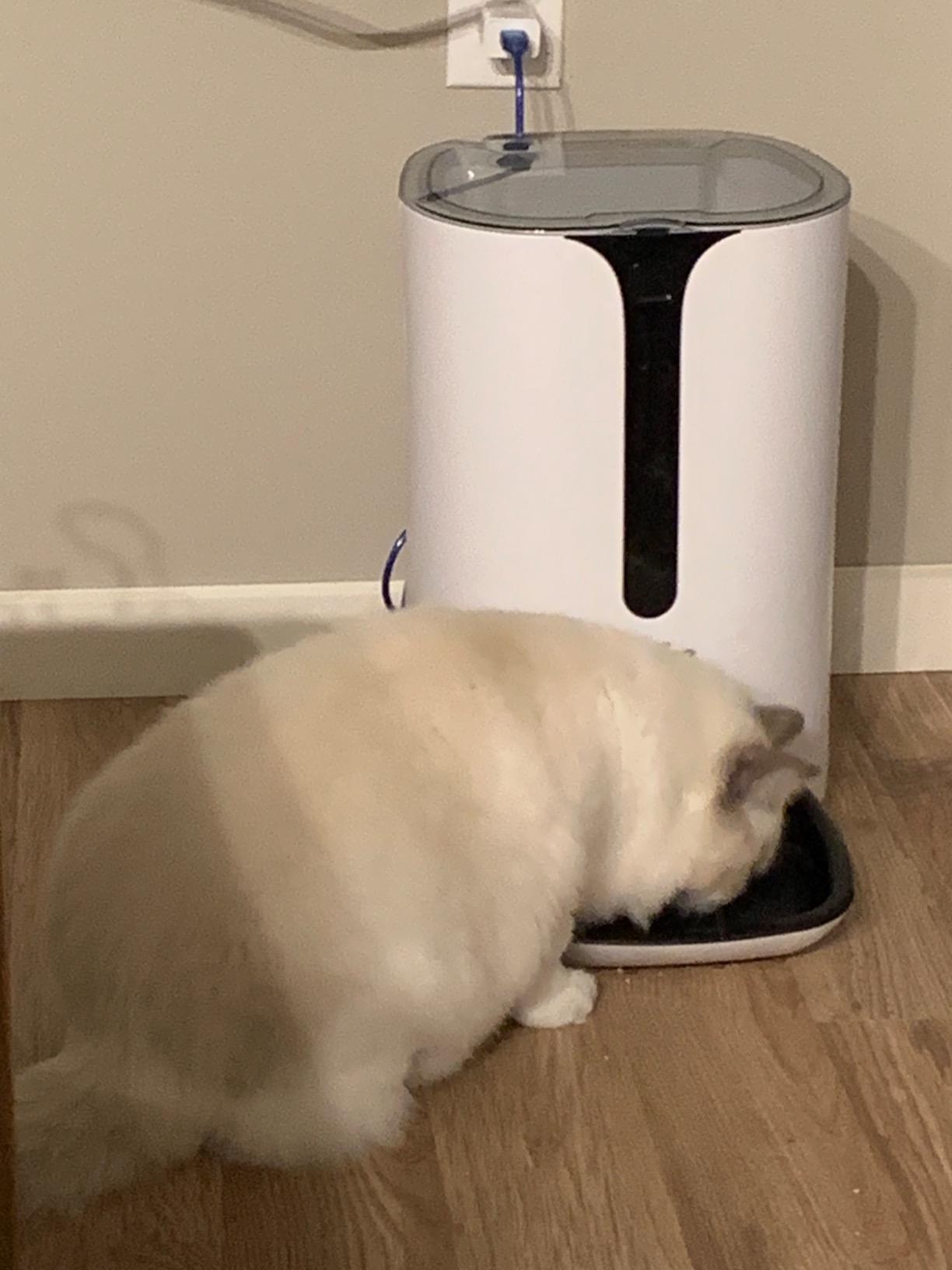 Automatic Cat Feeder, Faroro Dog Food Dispenser for Small Pets with Distribution Alarms, Portion Control, Voice Recorder and Programmable Timer for up to 4 Meals per Day customer photo 2