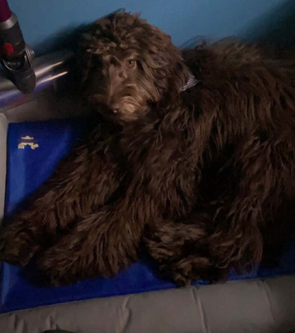 Arf Pets Dog Self Cooling Bed – Solid Gel Based Self Cooling Mat for Pets customer photo 1