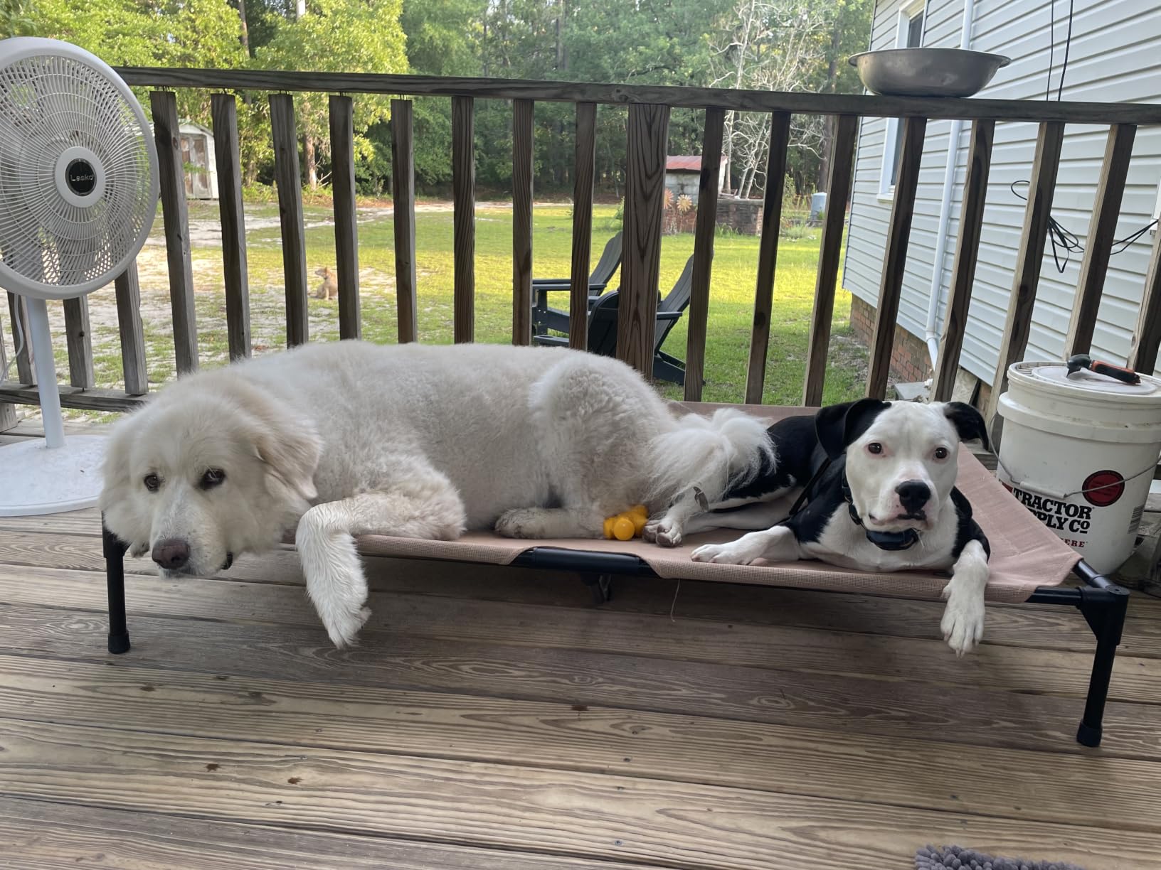 K&H Outdoor Elevated Dog Bed for Large & Extra-Large Pets, Tan, XL 50x32in customer photo 2