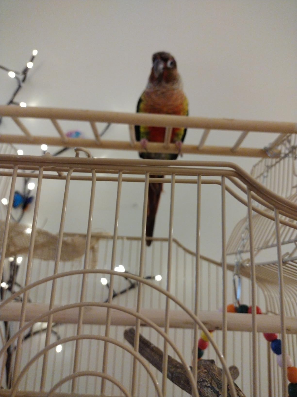 BestPet 64 inch Wrought Iron Bird Cage for Parakeets Medium Small Parrots Parakeet Cage with Detachable Rolling Stand & Play Open Top for Cockatiels Lovebird Finches Canaries (Black) customer photo 2