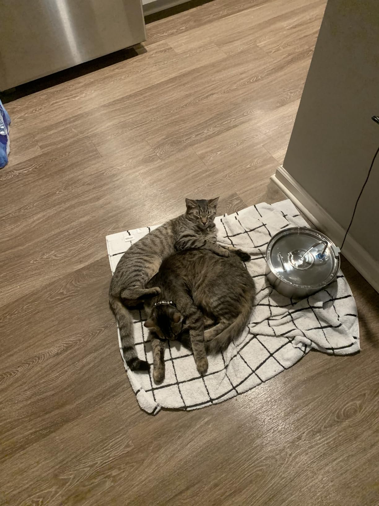 Tomxcute Cat Water Fountain Stainless Steel, 108oz/3.2L Pet Fountain customer photo 2