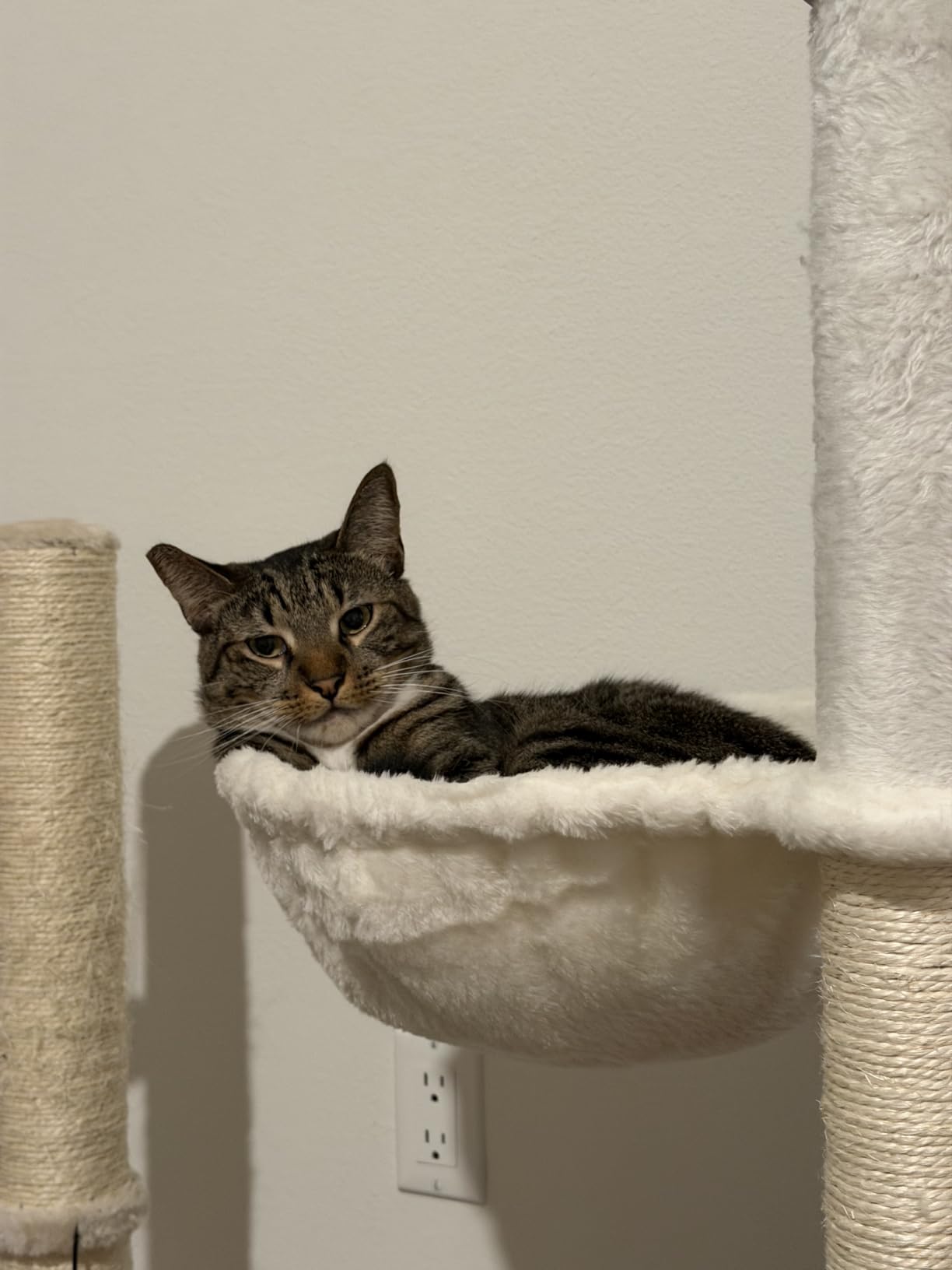 Feandrea Cat Tree with Litter Box Enclosure, 59-Inch, 2-in-1 Condo customer photo 1