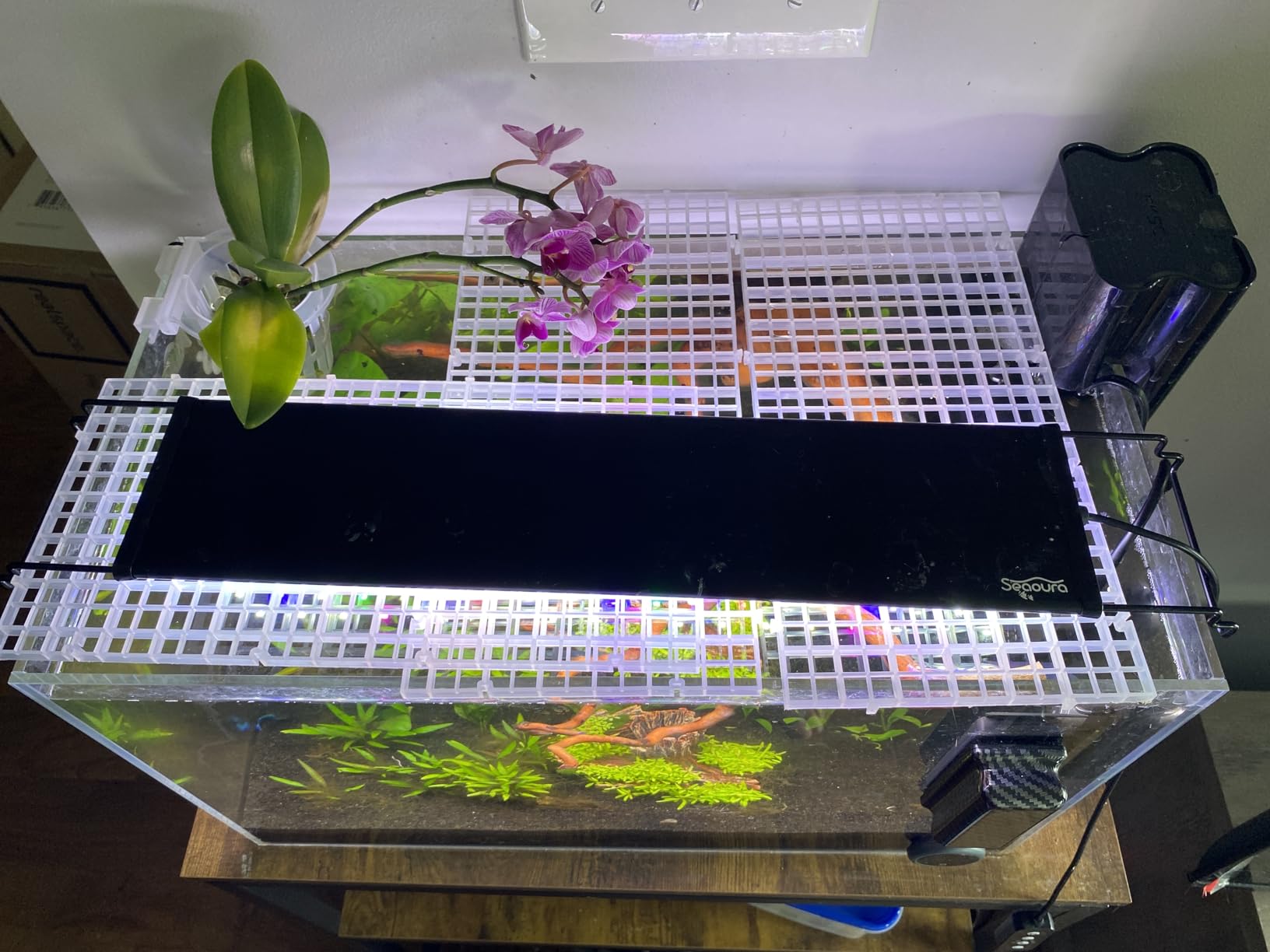 LAQUAL 10 Gallon Ultra Clear Glass Fish Tank, Rimless Low Iron Aquarium for Betta/Nano/Goldfish/Snail/Shrimp, Big Fish Tank & Cover Set & Feeding Ring & Cleaning Tools customer photo 1