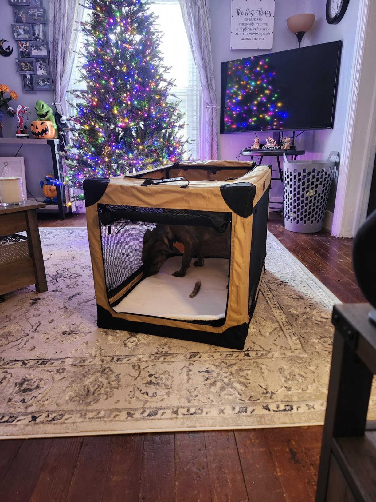 Garnpet 36 Inch Collapsible Soft Dog Crate for Large Dogs, 4-Door Foldable Travel Dog Kennel with Durable Mesh Windows for Indoor & Outdoor Portable Pet Crate, Soft Side Dog Crate, Beige customer photo 2