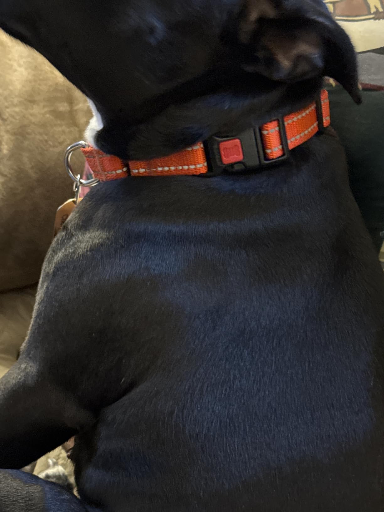 Joytale Martingale Collar for Dogs, Escape Proof No Pull, Navy Blue, L customer photo 1