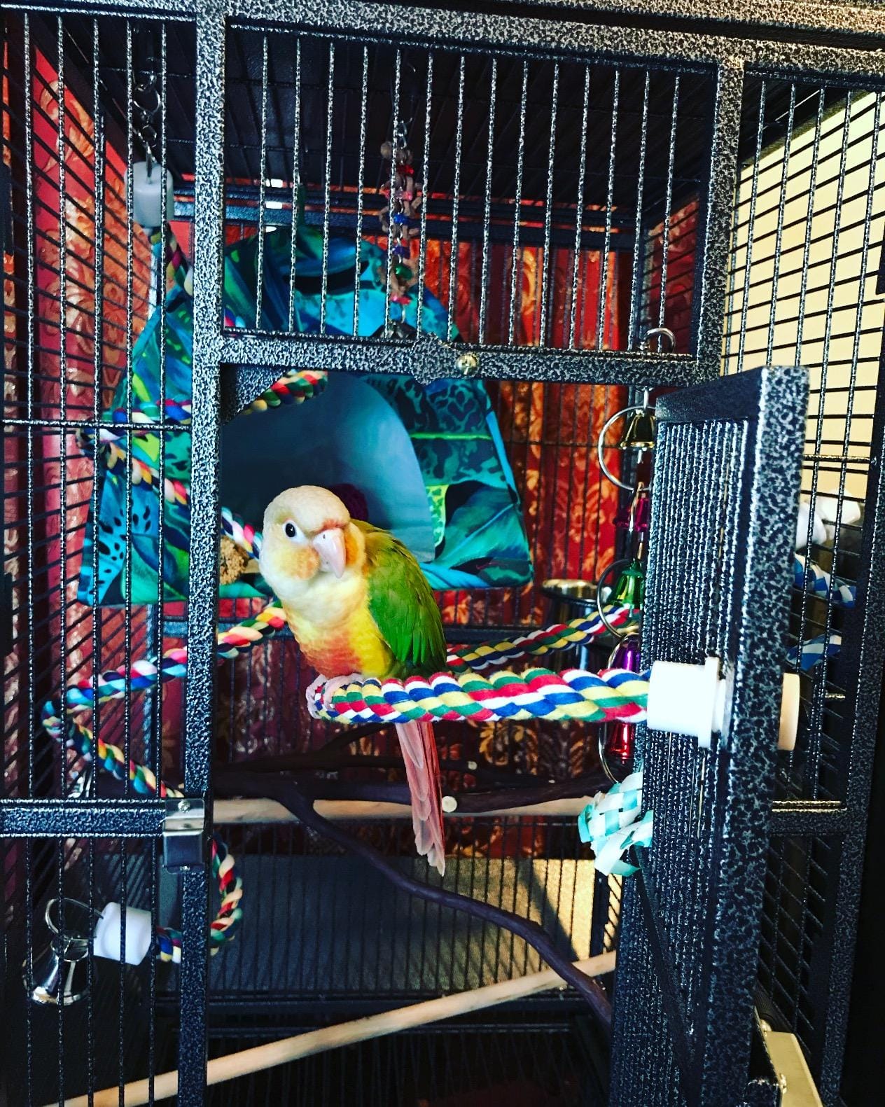 ZENY 61-inch Large Parrot Cockatiel Bird Cages with Wrought Iron Play Top, Aviary with Rolling Stand for Sun Parakeet Quaker Conure Lovebird Budgie Finch African Grey White Birdcage (White) customer photo 1