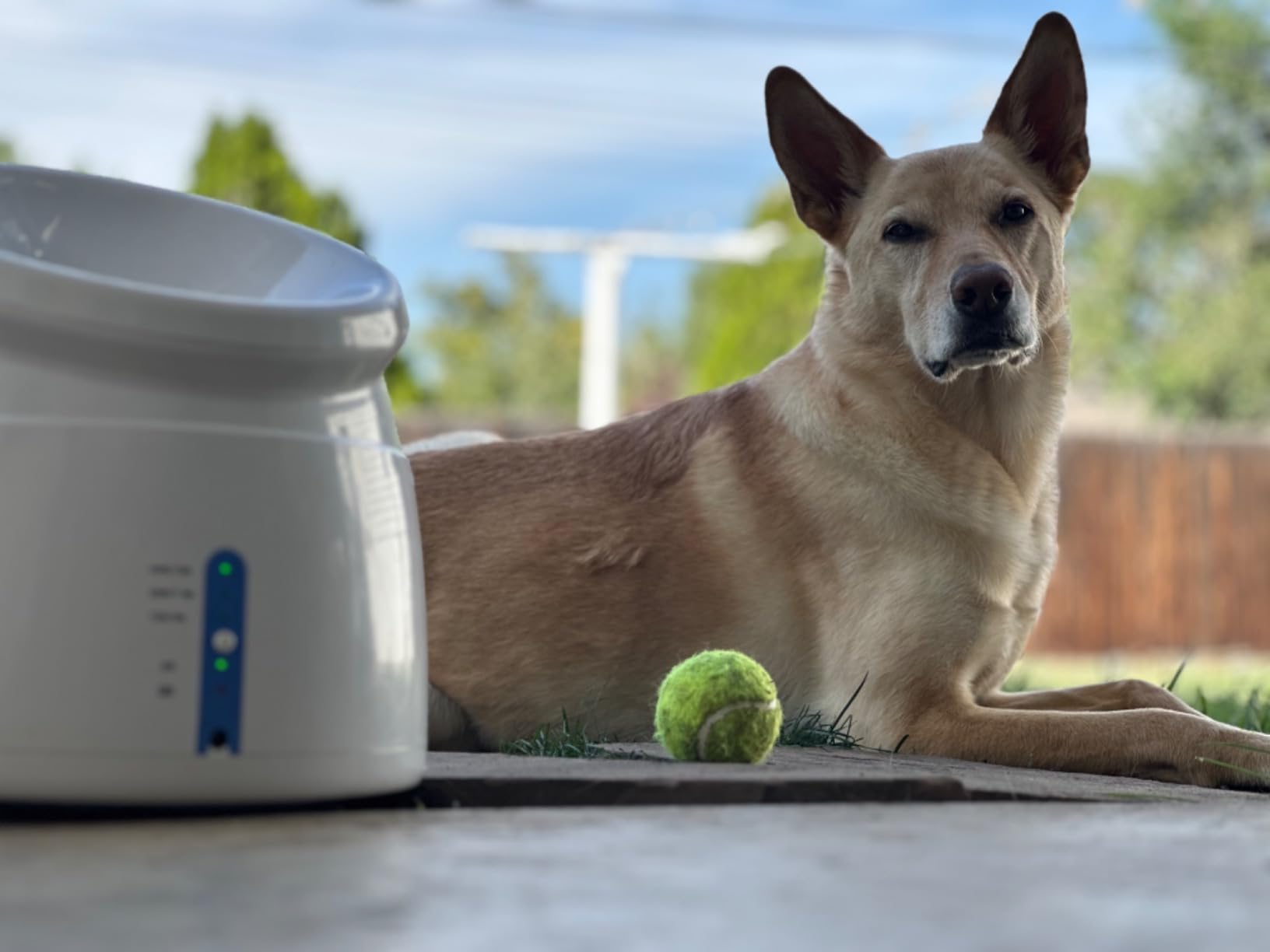 Pet Prime Dog Automatic Ball Launcher for Large Dogs Ball Thrower Machine Outdoor Indoor Use Interactive Dog Toy Adjustable Distance 10-40ft - Included 6 PCS 2.5” Tennis Balls and a Whistle customer photo 2