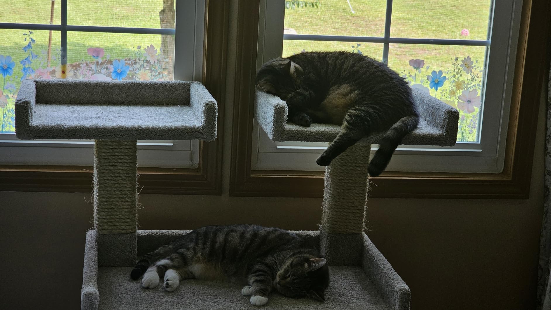 Prestige Cat Trees Maine Coon Deluxe Cat Perch – Made in USA Sturdy Solid-Wood Tower for Large & Multiple Cats – Easy 2-Step Assembly, Plush Carpet, Sisal Scratch Posts customer photo 1