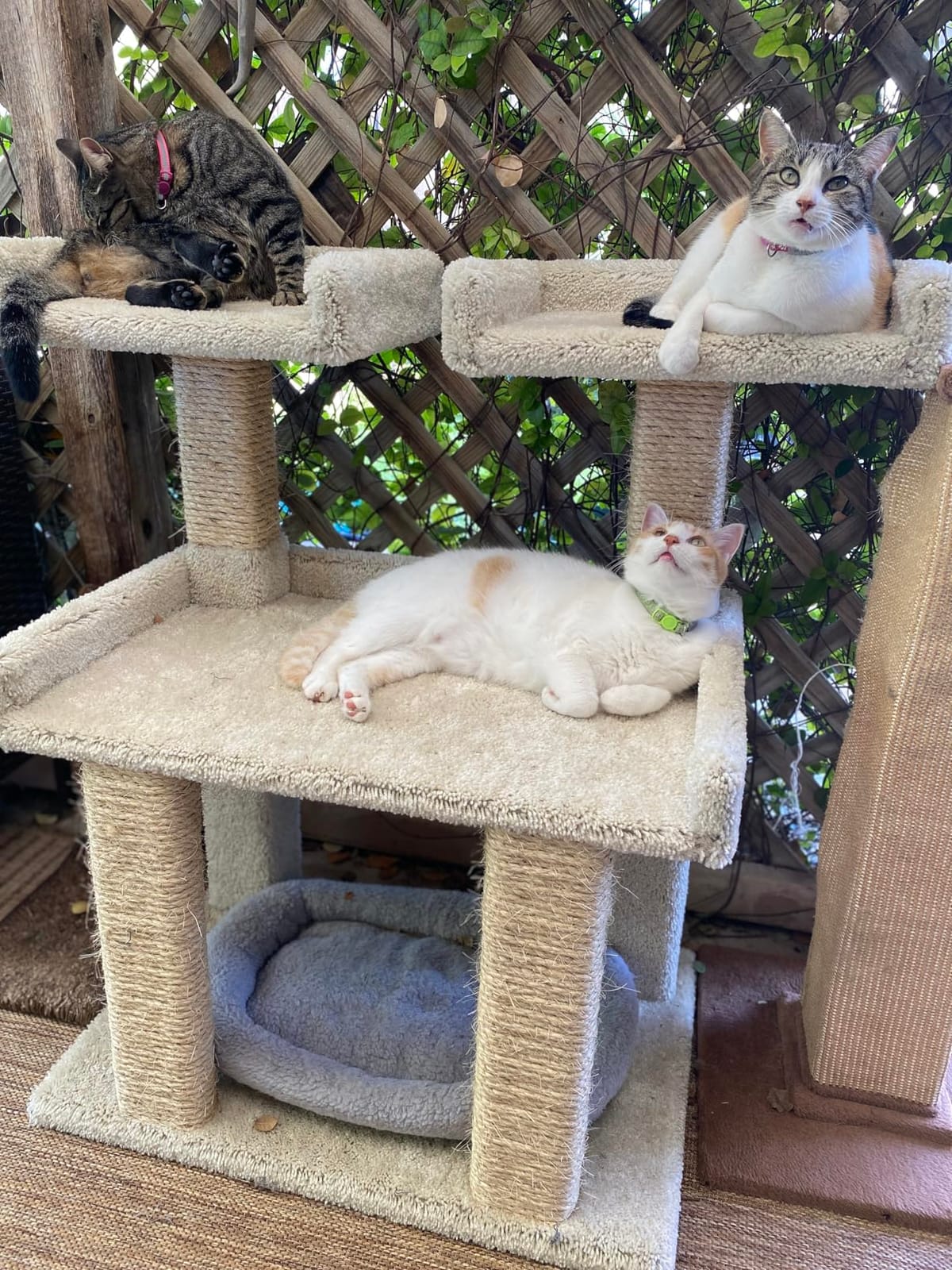 Prestige Cat Trees Maine Coon Deluxe Cat Perch – Made in USA Sturdy Solid-Wood Tower for Large & Multiple Cats – Easy 2-Step Assembly, Plush Carpet, Sisal Scratch Posts customer photo 2