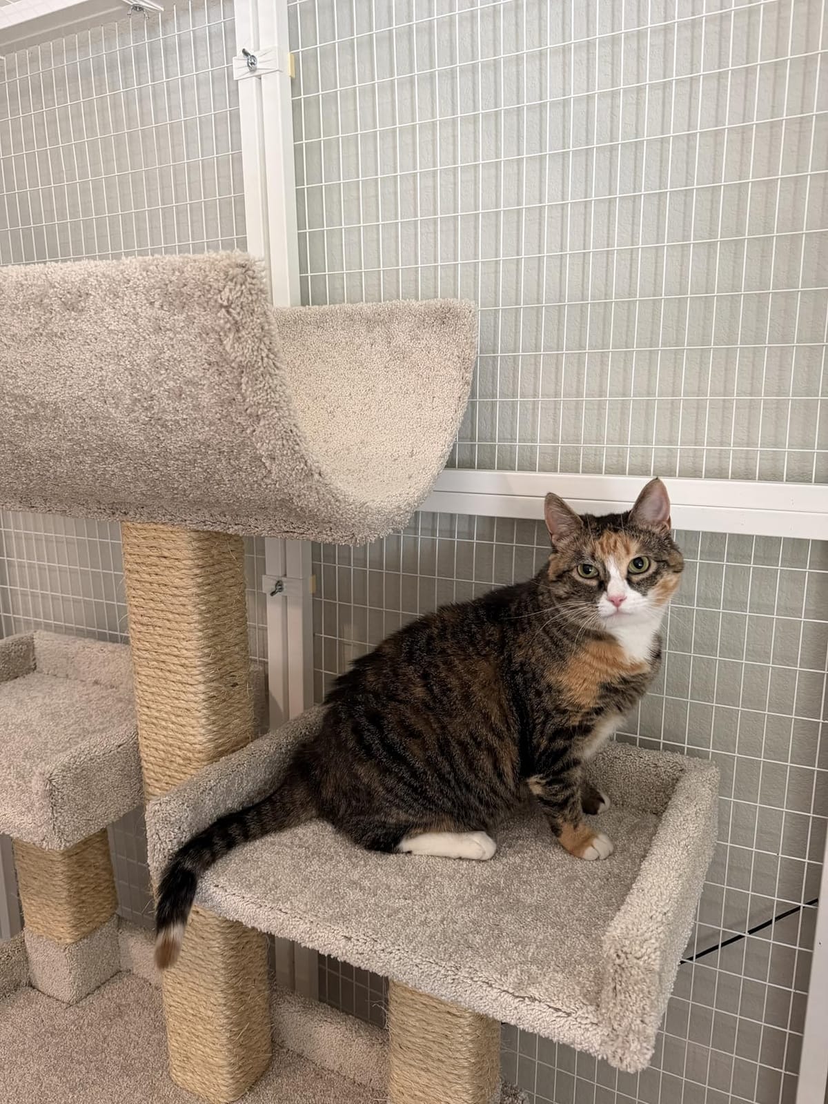 Prestige Cat Trees Extra Large Cat Tree Tower for Big Cats customer photo 1