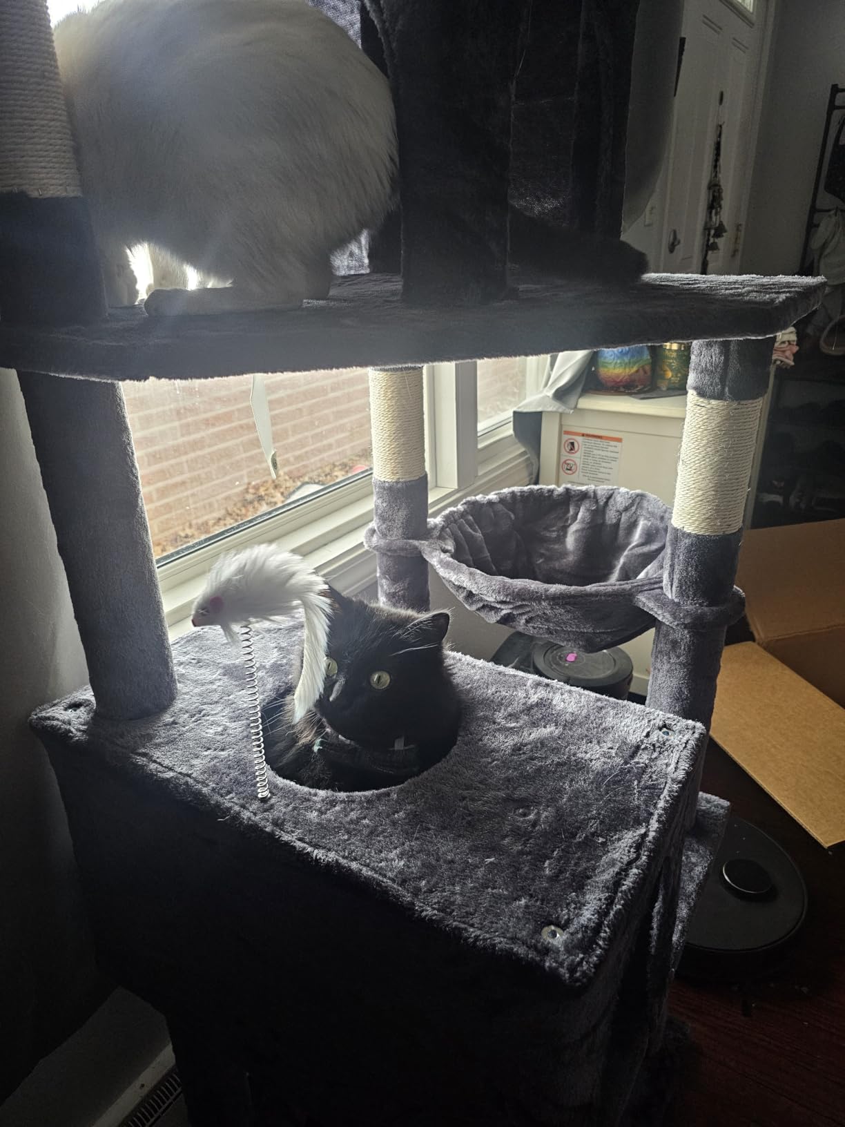Globlazer S72 Heavy Duty Cat Trees for Large Cats 20 lbs+, Dark Gray customer photo 2