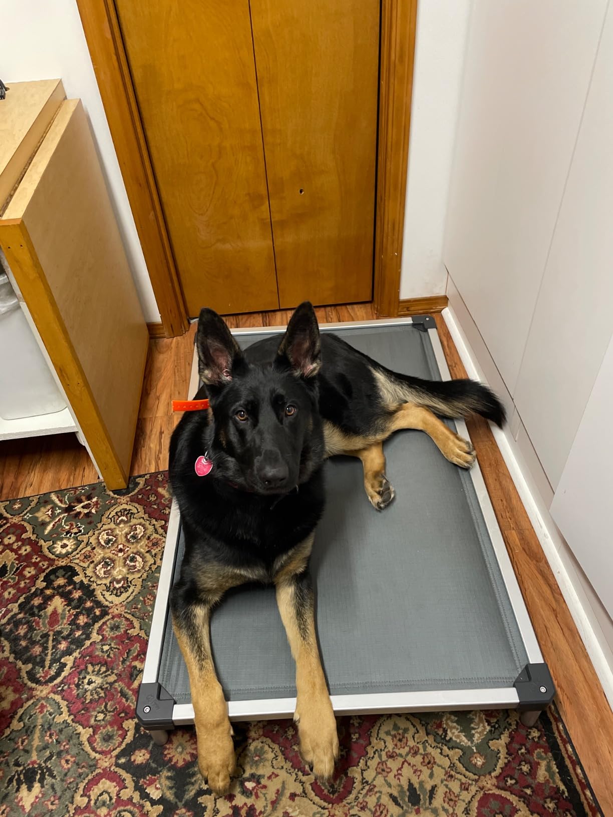 FXW TitanNest Padded Chew-Proof Elevated Dog Bed for Medium Dogs customer photo 1