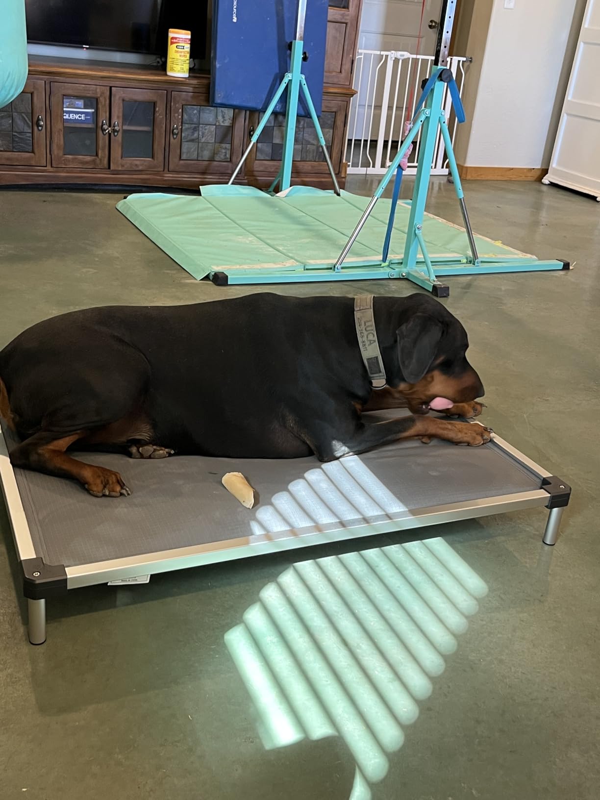 FXW TitanNest Padded Chew-Proof Elevated Dog Bed for Medium Dogs customer photo 2