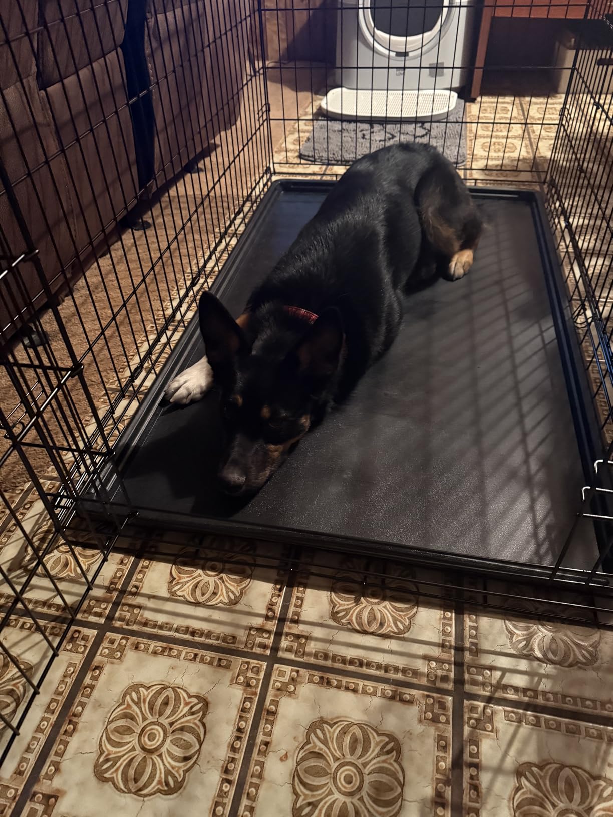 Sweetcrispy 48 Inch Dog Crate, Medium Large Dog Cage, Foldable Pet Kennel customer photo 2