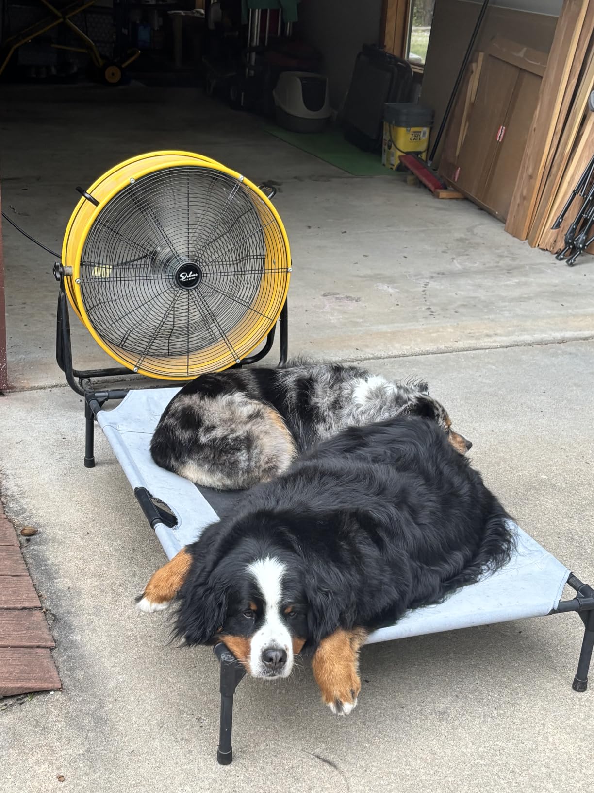 K&H Outdoor Elevated Dog Bed for X-Large & Giant Pets, Tan, Jumbo 56x38in customer photo 2
