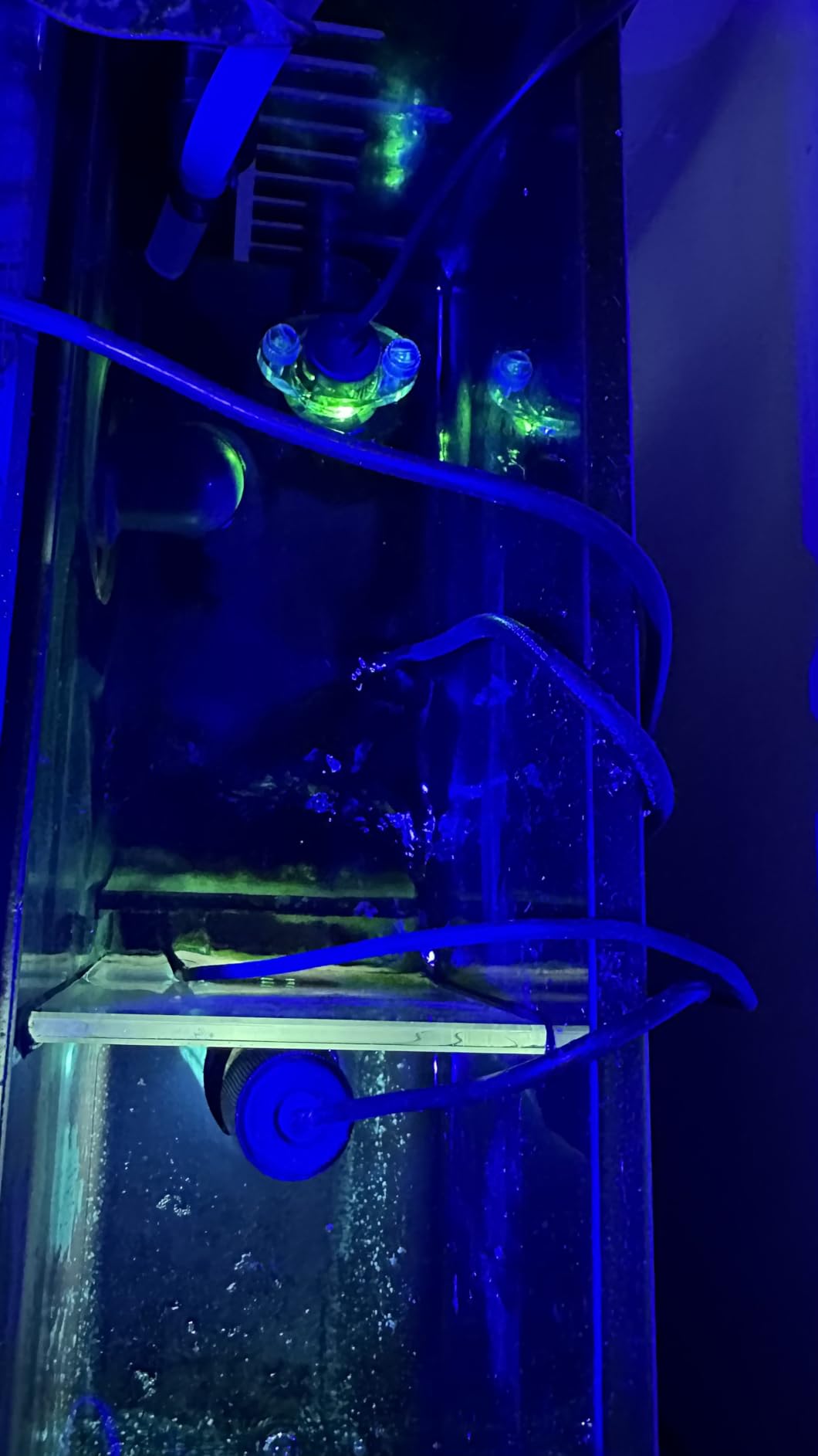 Auto Top Off Saltwater Freshwater Aquarium, Anti-Overflow ATO Reef Tank customer photo 2