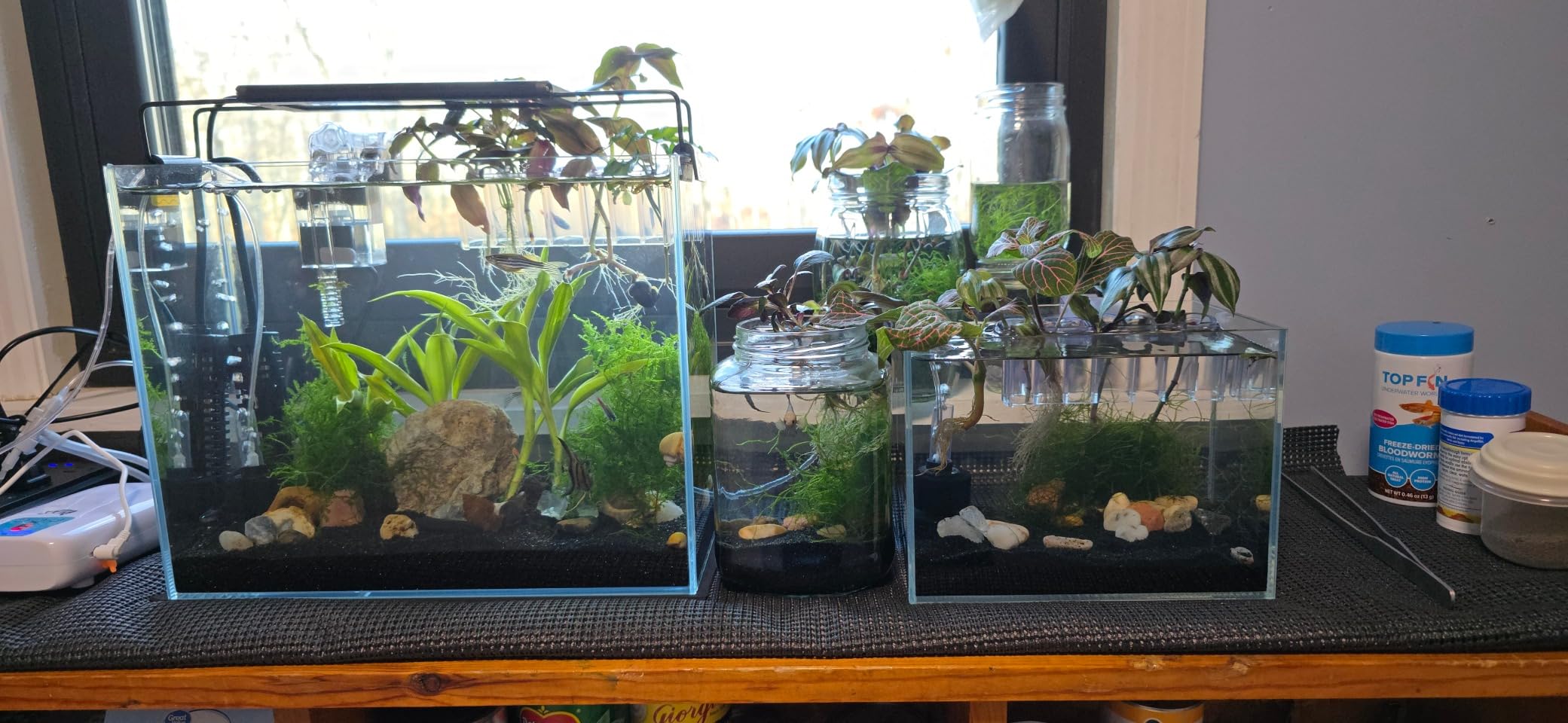 AWXZOM Small Nano Rimless Tank, Clear Glass Fish Tank, 1.1 Gallon, 7.8x5.5x5.9inch/20x14x15cm, Betta Fish Tank customer photo 1